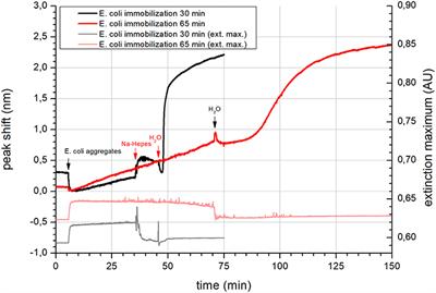 Calcium Dependent Reversible Aggregation of Escherichia coli Biomimicking Vesicles Enables Formation of Supported Vesicle Layers on Silicon Dioxide